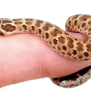 Mexican Hognose Snake For Sale