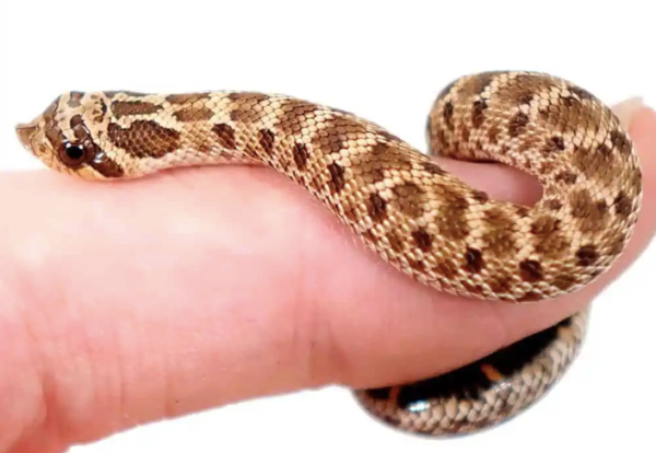 Mexican Hognose Snake For Sale