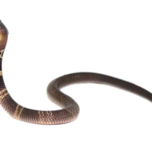 Monocled Cobra For Sale