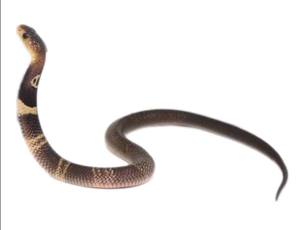 Monocled Cobra For Sale