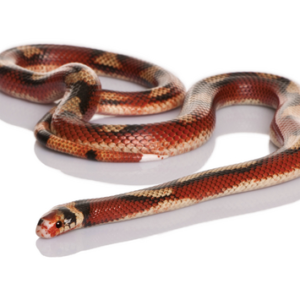 Nelson's Milk Snake for Sale