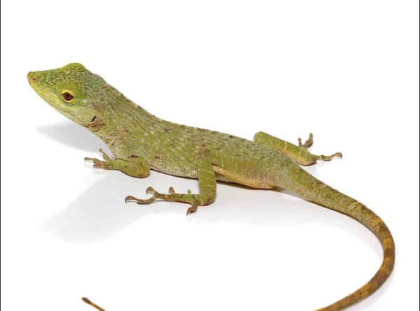 Neotropical Green Anole For Sale