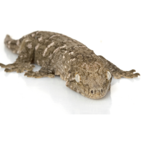 New Caledonian Giant Gecko for Sale