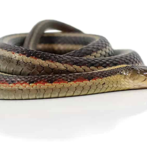 Northern Garter Snake For Sale