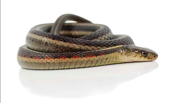 Northern Garter Snake For Sale - Reptiles Heaven