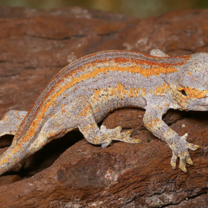 Orange Striped Gargoyle Gecko For Sale