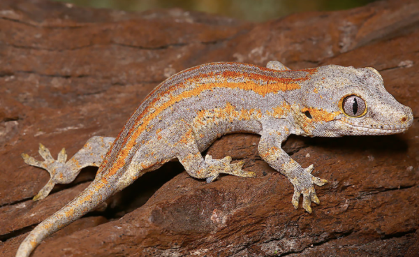 Orange Striped Gargoyle Gecko For Sale