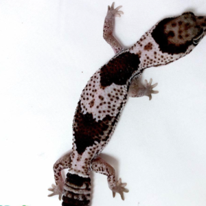 Oreo African Fat Tailed Gecko for sale