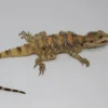 Painted Agama For Sale