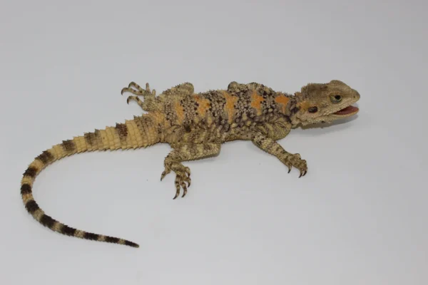 Painted Agama For Sale