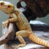 Painted Agama For Sale