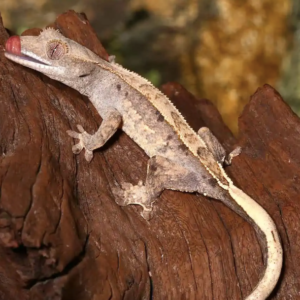 Partial Pinstripe Crested Gecko For Sale