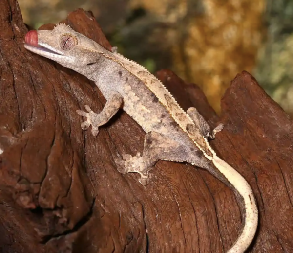 Partial Pinstripe Crested Gecko For Sale
