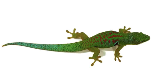 Peacock Day Gecko For Sale