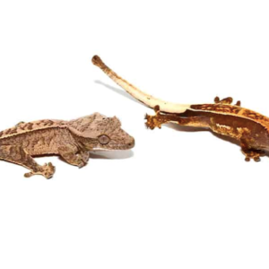 Pinstripe Crested Gecko For Sale
