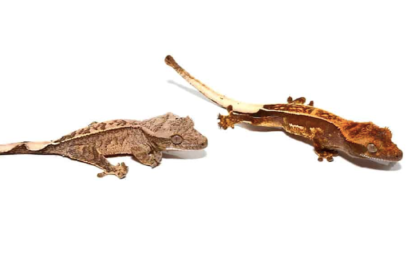 Pinstripe Crested Gecko For Sale