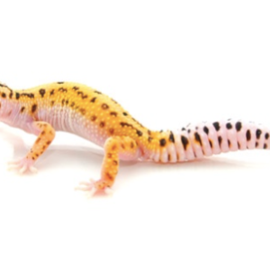 Pinstripe Leopard Gecko for Sale