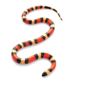 Pueblan Milk Snake for Sale