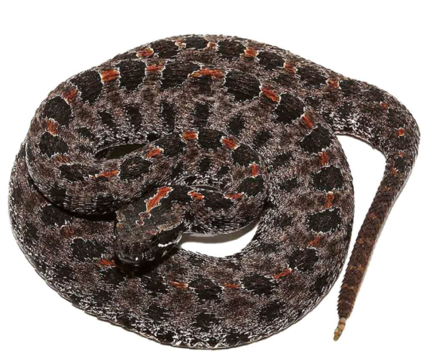 Pygmy Rattlesnake For Sale