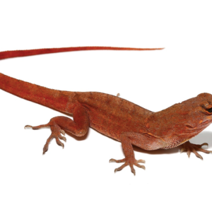 Red Chili Pepper Anole For Sale