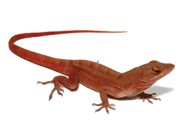 Red Chili Pepper Anole For Sale