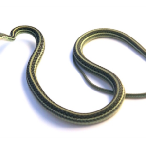 Ribbon Snake for Sale