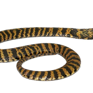 Rinkhals Spitting Cobra For Sale