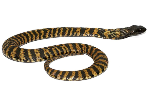 Rinkhals Spitting Cobra For Sale