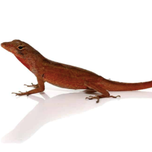 Ruby Red Anole For Sale