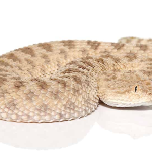 Saharan Sand Viper For Sale