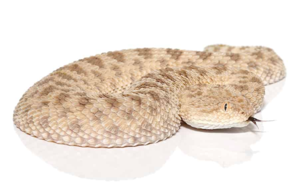 Saharan Sand Viper For Sale