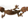 Satanic Leaf Tailed Gecko for Sale
