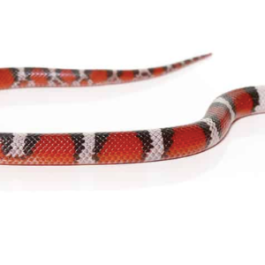 Scarlet Snake For Sale