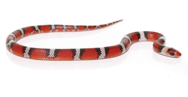 Scarlet Snake For Sale