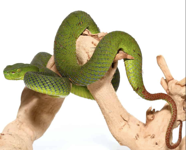 Siamese Peninsula Pit viper For Sale