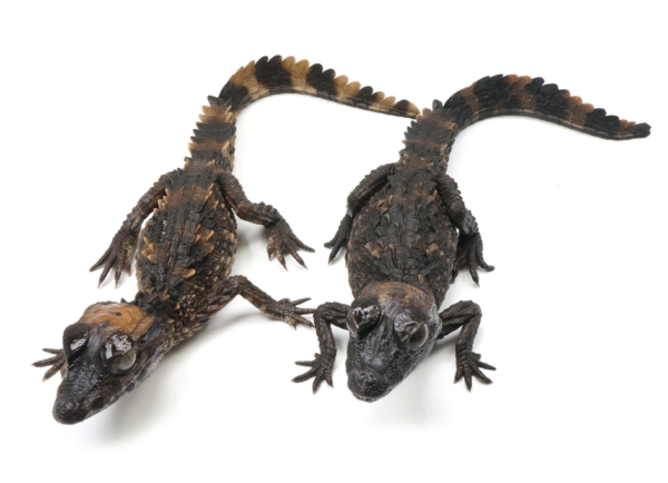 Smooth Fronted Caiman for Sale