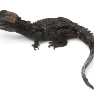 Smooth Fronted Caiman for Sale