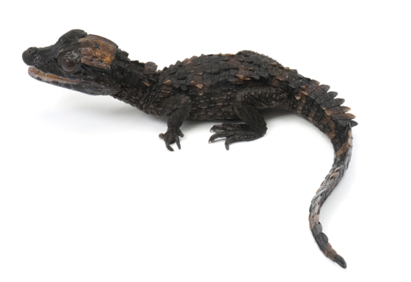 Smooth Fronted Caiman for Sale