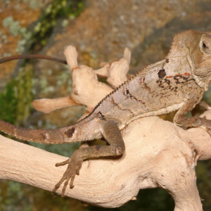 Smooth Helmeted Iguana For Sale
