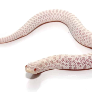 Snow Western Hognose Snake For Sale