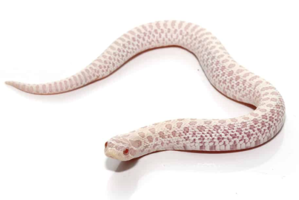 Snow Western Hognose Snake For Sale