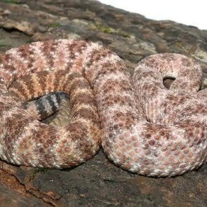 Speckled Rattlesnake For Sale