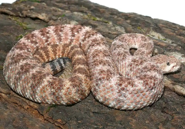 Speckled Rattlesnake For Sale