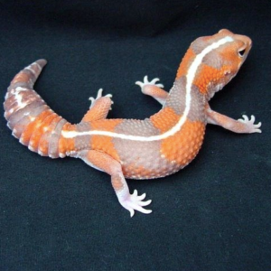 Striped Tangerine African Fat Tailed Gecko for sale