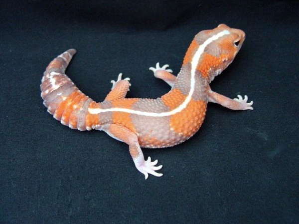 Striped Tangerine African Fat Tailed Gecko for sale