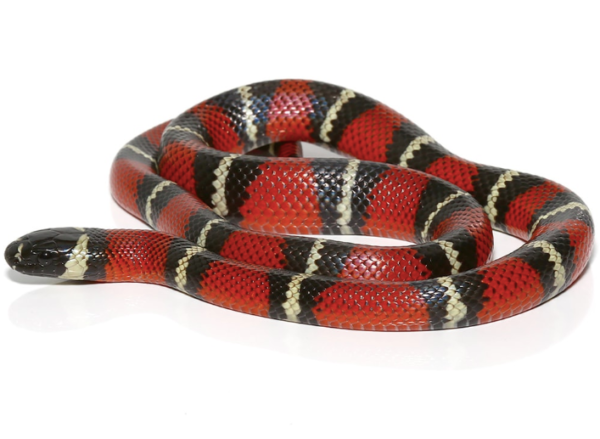 Stuart’s Milk snake For Sale