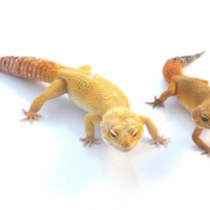 Super Giant Leopard Gecko for Sale