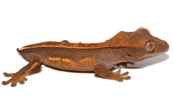 Tailless Crested Gecko For Sale