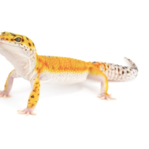 Tangerine Leopard Gecko for Sale