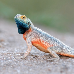Tanzanian Spiny Agama for Sale